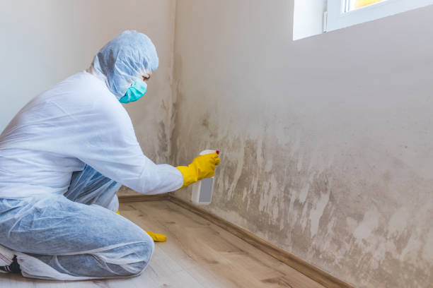 Licensed Mold Inspection service in Burkittsville, MD - WQB Mold Removal